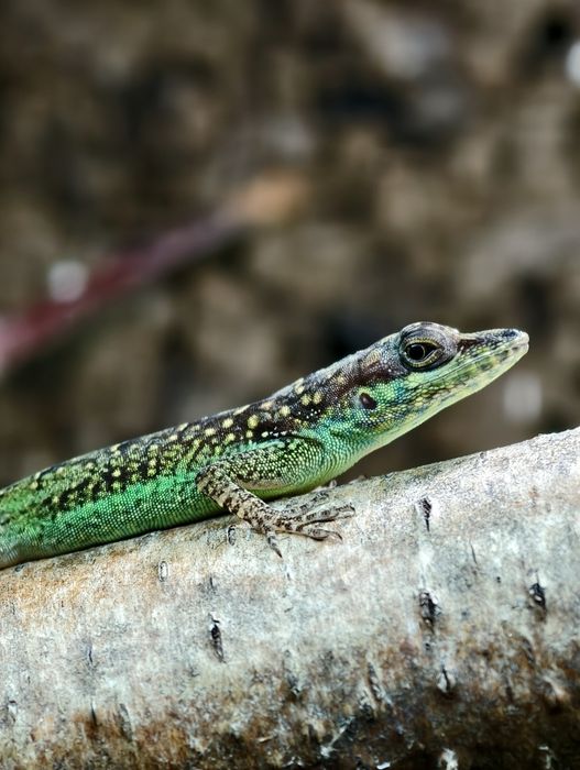 Anolis roquet summus jaszczurka