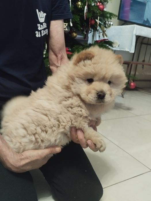 Chow Chow szczeniak