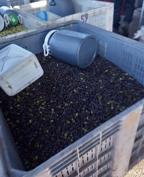 Azeite exelente qualidade garantida