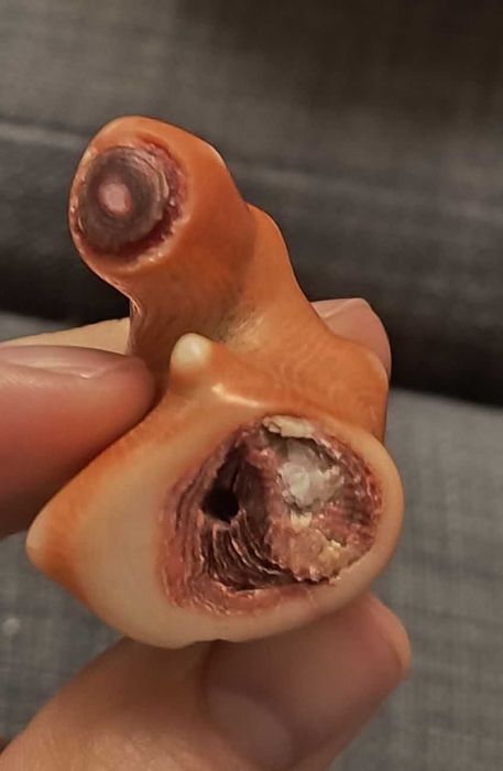 Duzy kawal naturalnego koralu