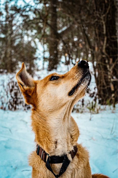 ORION - Do Adopcji!