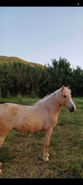 Vendo mini égua com 6 anos