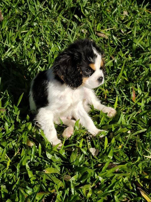 Cavalier King Charles Macho
