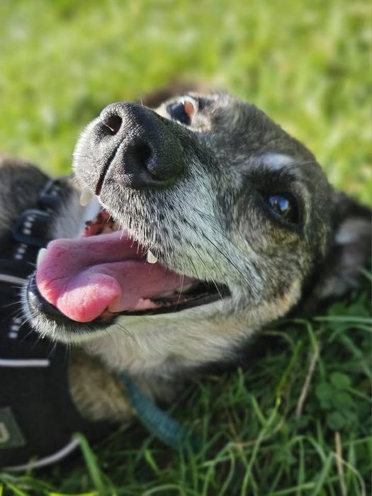 Nemo – mały, łagodny piesek po przejściach szuka domu. Adopcja!