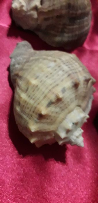 Ракушки   морские