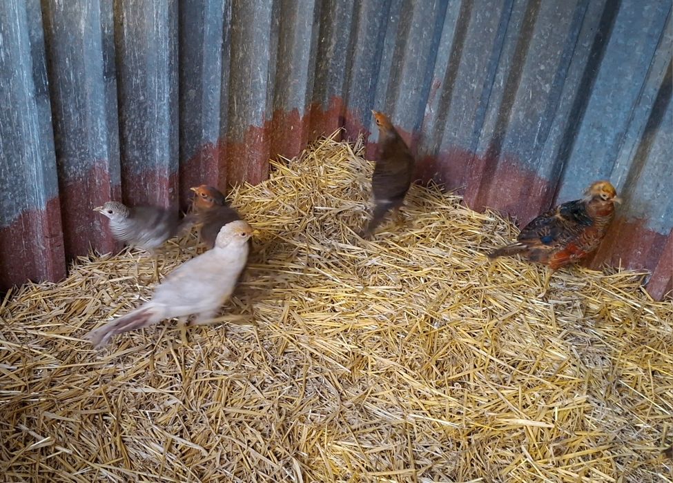 Bażant bażanty złote