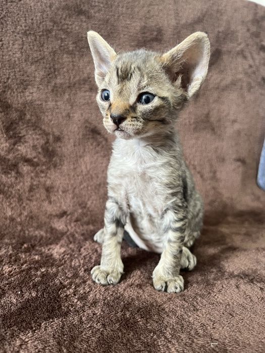Кошенята Девон рекс