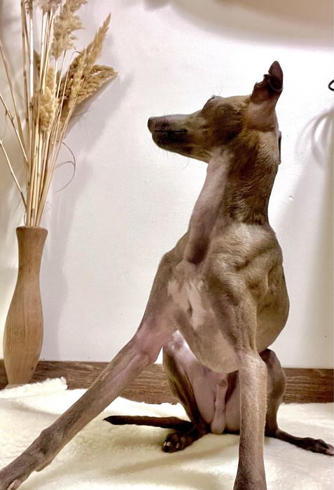 Вязка Левреткi (італійського грейхаунда)