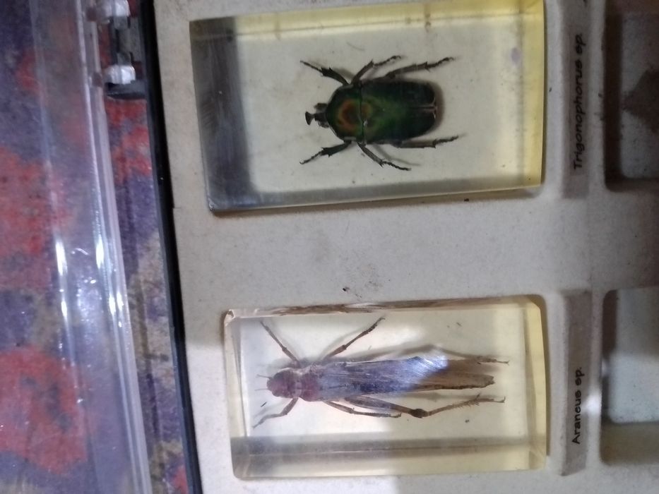 Продам насекомых застывшей смале