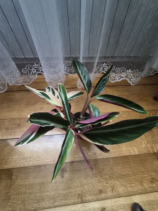 Kwiat domowy maranta  Stromanthe Triostar