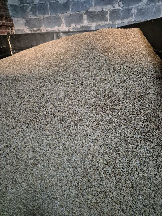 Jęczmień Jary ze zbiorów 2025