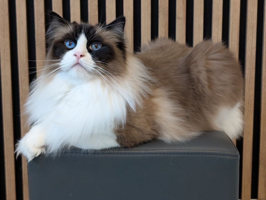 Kot ragdoll 4 letni