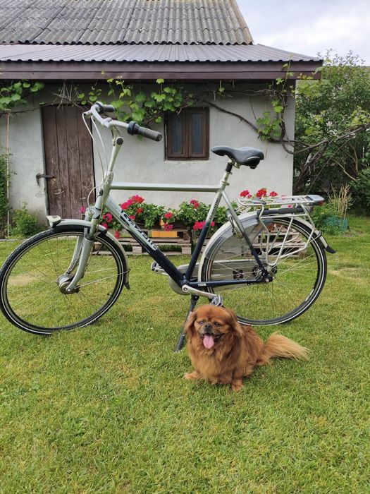 Rower Gazelle męski