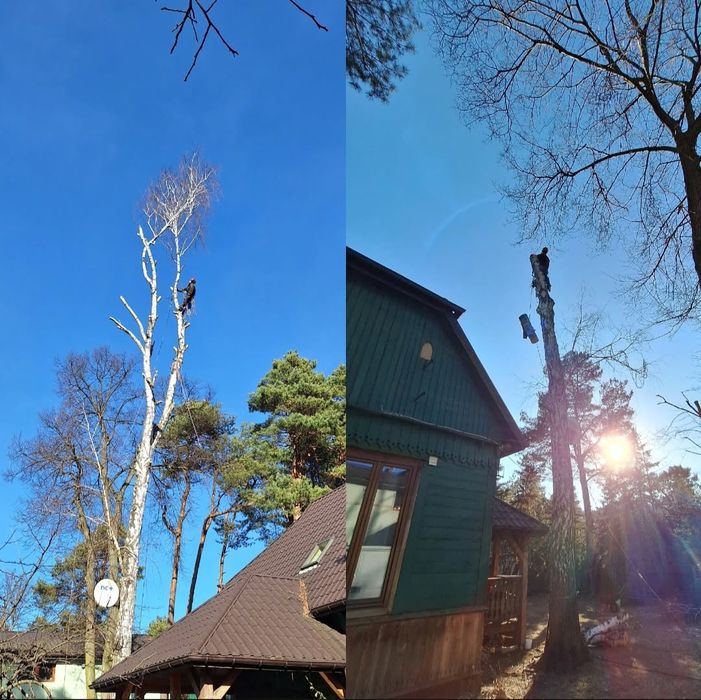 Alpinistyczna wycinka, pielęgnacja drzew. Karczowanie działek.