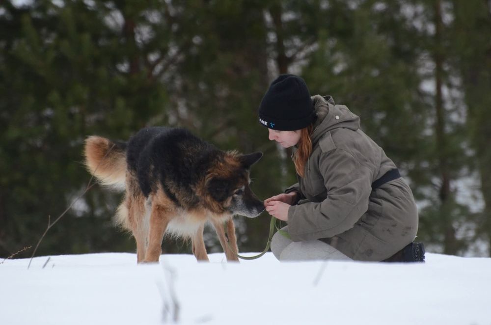 Fonos- owczarek niemiecki do adopcji