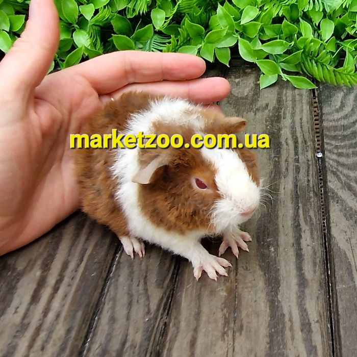 Морская морська свинка морские морськi свинки агутi агути теддi тедди