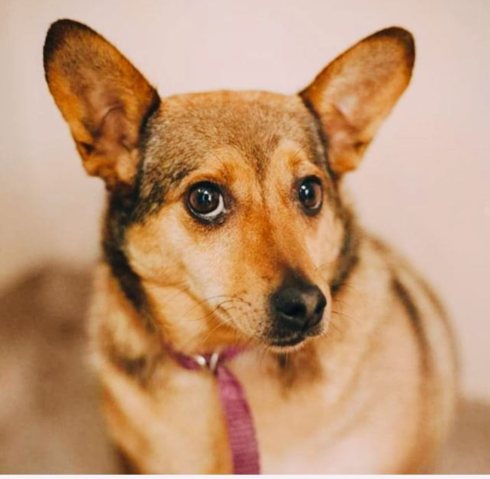 Corgi. W typie, dwie mikrosunie.