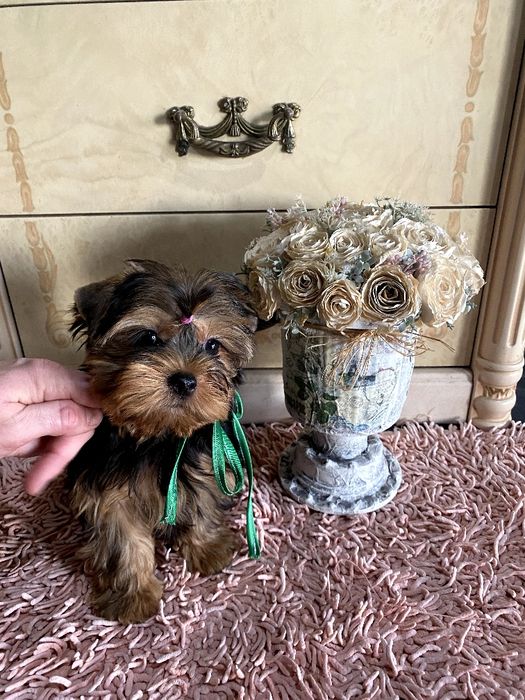 Йорки гарнесенькі