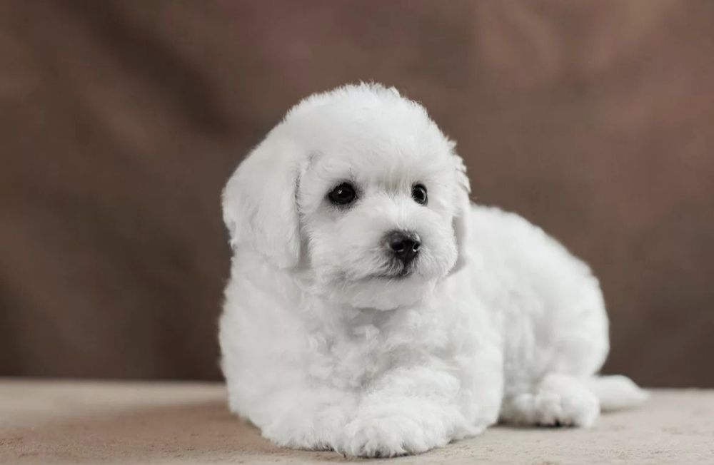 Супер супер Бишон Фризе