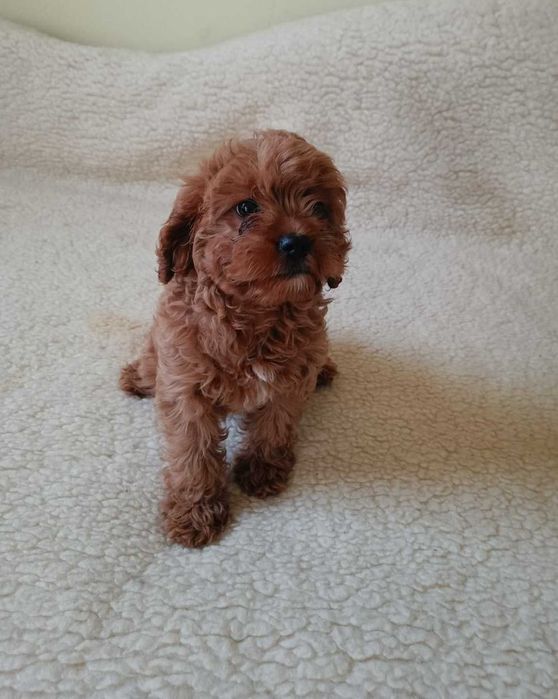 Cavapoo śliczna suczka