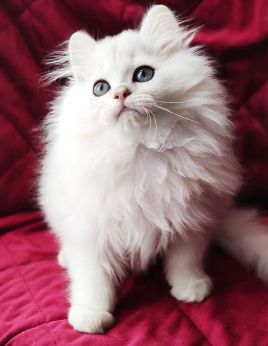 Британський котик срібна шиншила blh ns 11