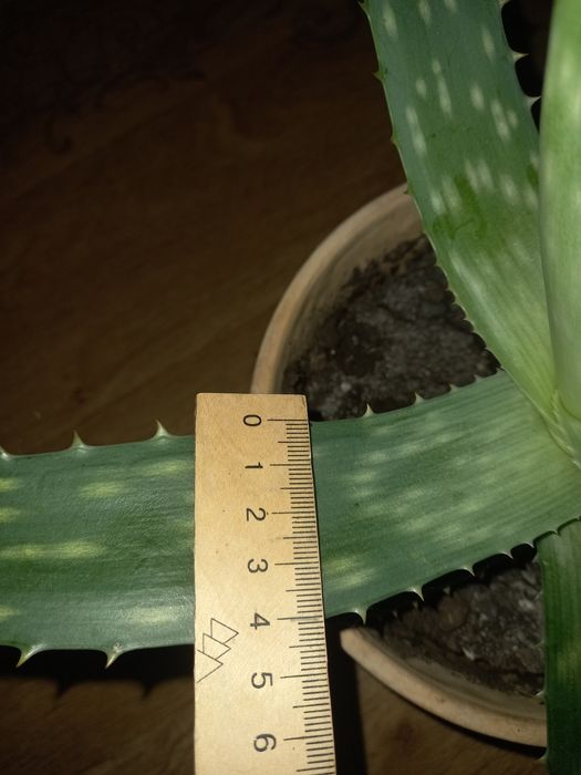 Алоє багаторічне Алоє-Вера