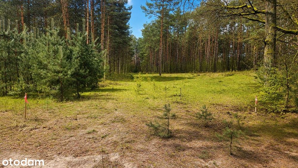 Gotowy kompleks działek UT w Dolinie Baryczy – Pomorska k. Milicza