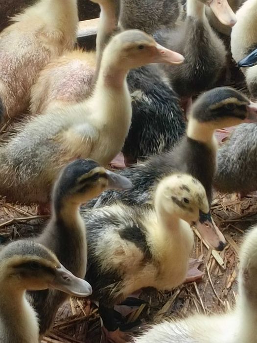 kaczki,gęsi.indyczki,perliczki,kurki -  pisklęta 8zł