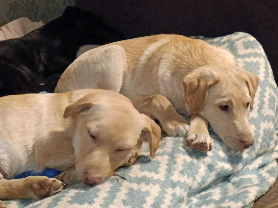 Adopcja - sczeniaki!