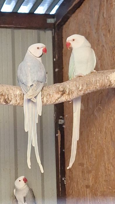 Aleksandretty Obrożne