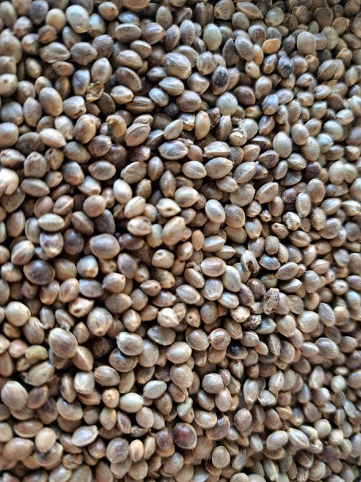 zanęta ziarno konopi 9zł/kg, 10 kg za 90 zł amur,karp,lin