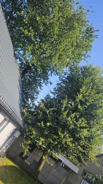 Sprzedam 3 dęby wycinka we własnym zakresie