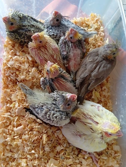 Kit completo Agapornis e Caturras domesticados e canários várias raças