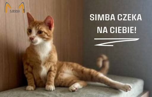 Simba, prawie jak ten filmowy