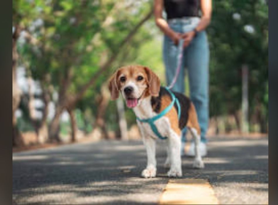 Passeio de cães / Petsitting
