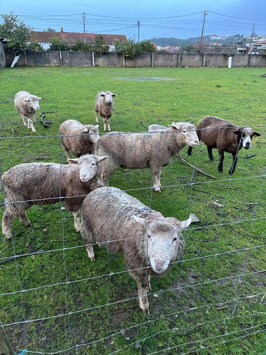 Ovelhas Île-de-France
