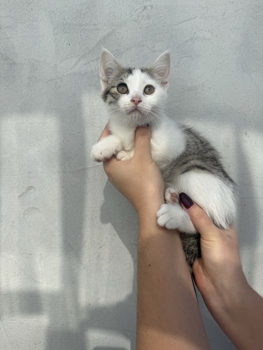 Кошенята в добрі руки