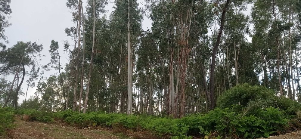Terreno Rústico com 17500 mts na Sertã