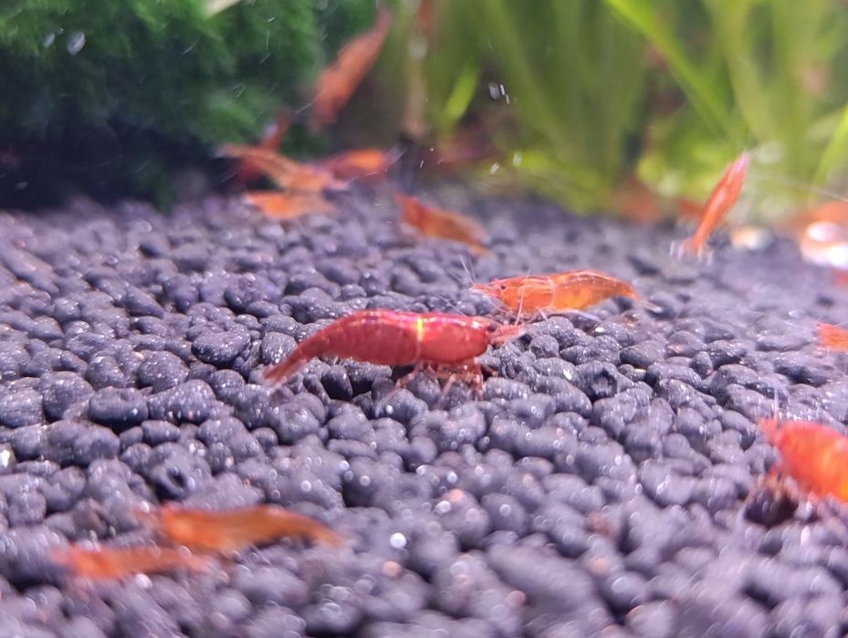 Krewetki red cherry pięknie wybarwione