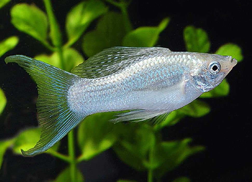 Molinezja ostrousta lirowa srebrna - Poecilia sphenops - dowóz
