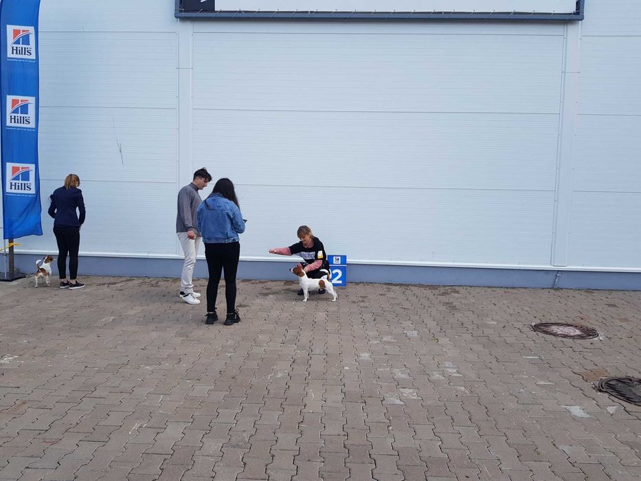 Вязка Джек Рассела