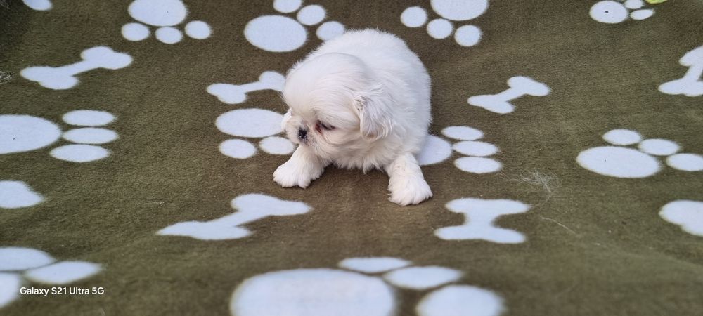 Pequinês macho branco