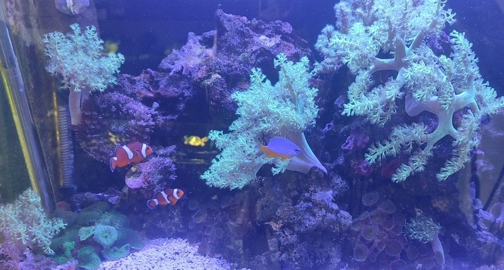 Coral muito fácil