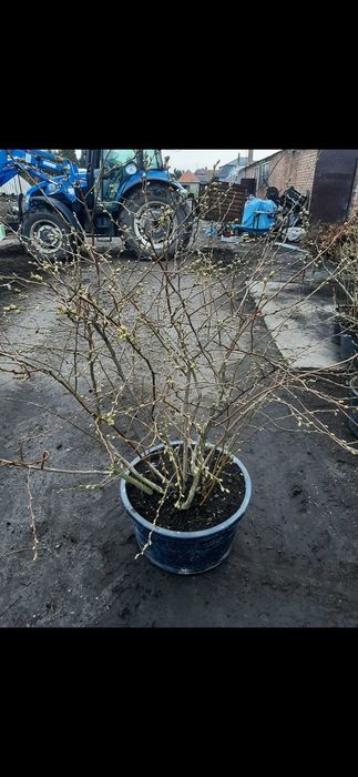 Borowka Amerykanska w pelni owocujaca