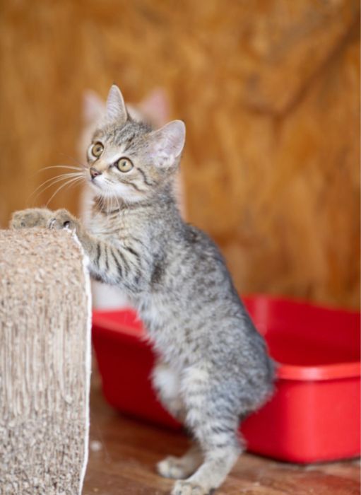 Малибу 9 мес, нежнейшая маленькая кошечка. Ищем семью