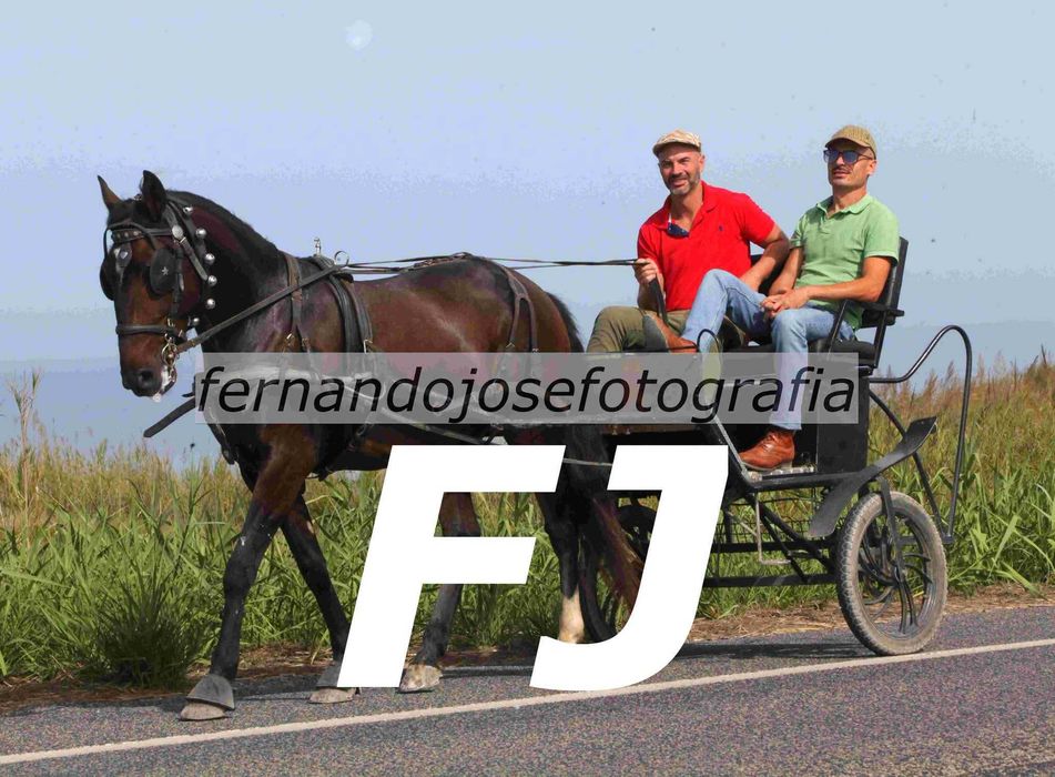 Cavalo montado e engatado 5 anos