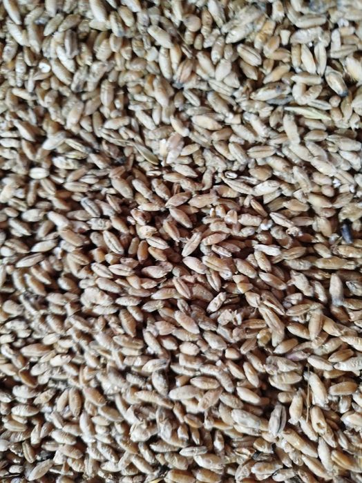 Sprzedam pszenżyto  pszenice ozime