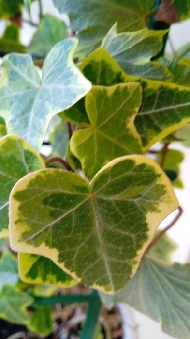 Срезы плектрантус, плющ, сингониум, пеперомия, эпипремнум