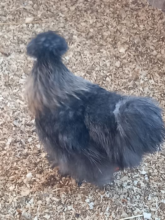 Sprzedam Koguty silki