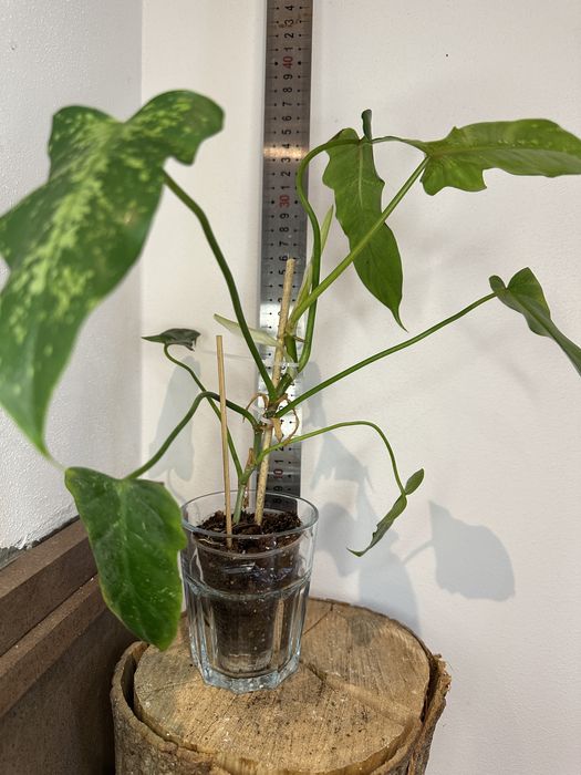 Філодендрон  Philodendron  Lime Fiddle